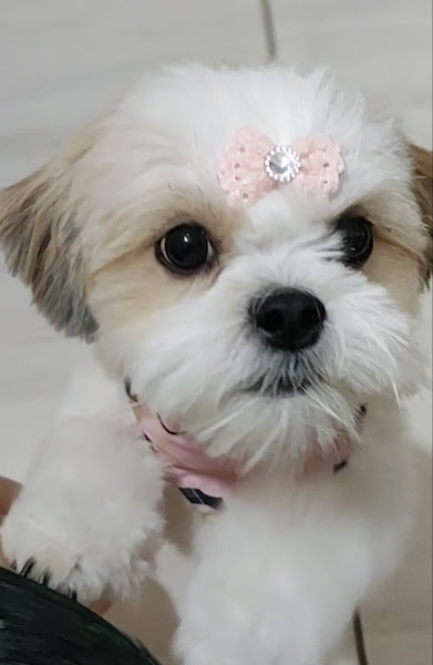 Foto 2 Veterinária Nossa Senhora de Fátima