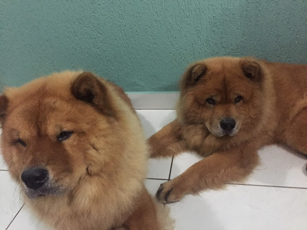 Veterinária Ellen Marinho