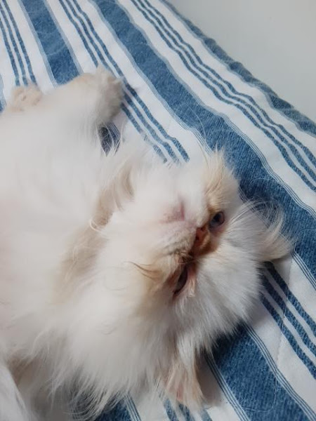 Foto 2 Veterinária Ellen Marinho