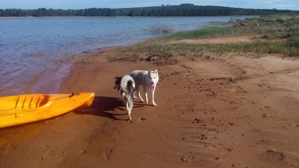 Foto 2 Ourovet Campinas - Clinica Veterinária Emergências Vacinas Cirurgias Consultas Exames