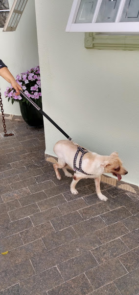 ODONTOVET - Unidade Campinas (CDVET) ODONTOVET - Unidade Campinas (CDVET)