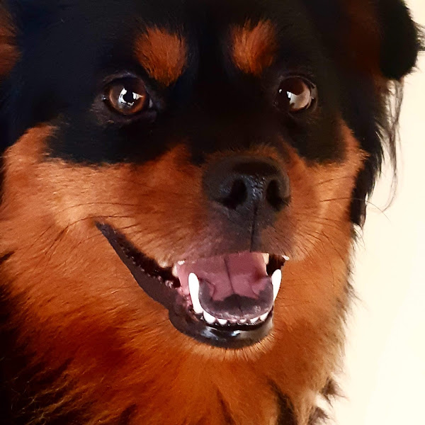 Foto 2 S.O.S Merkvet