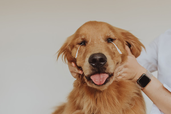 Foto 1 Vetprime Oftalmologia Veternária