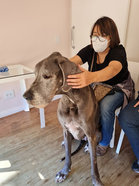 Foto 2 Vetprime Oftalmologia Veternária