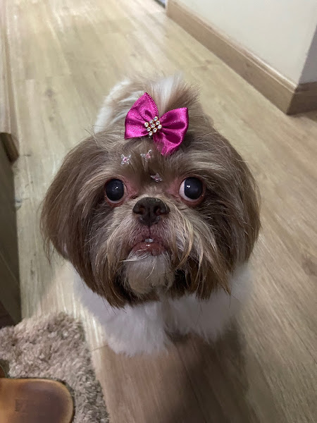 Foto 3 Cãosultório Médico Veterinário - Dr. Adilson Ramos Jr. Foto 3 Cãosultório Médico Veterinário - Dr. Adilson Ramos Jr.