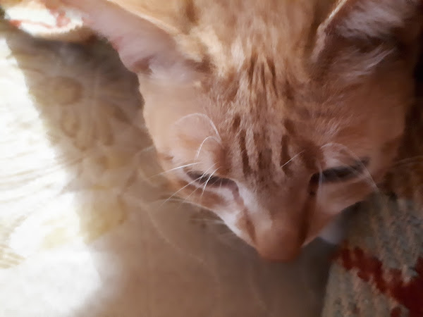 Estação dos Bichos