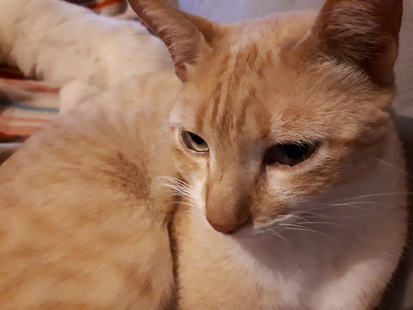 Foto 1 Estação dos Bichos