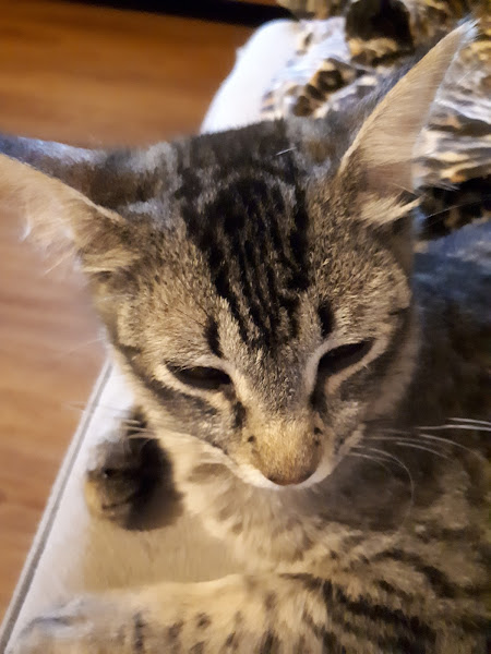 Foto 2 Estação dos Bichos