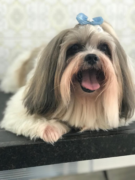 Foto 2 Oh my DOG Saúde Animal