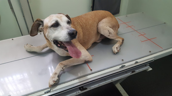 Foto 1 CDVE Centro de Diagnóstico Veterinário e Especialidades (Antigo CEVET)