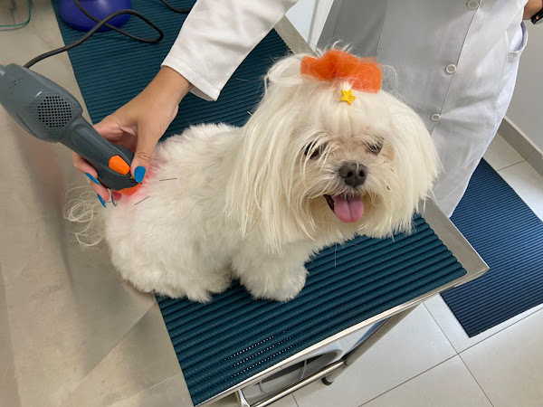 Foto 1 Santé Vie Vet - Centro de Fisioterapia e Bem-estar Animal