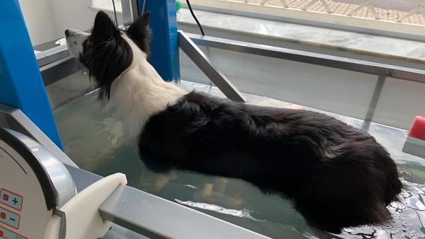 Foto 3 Santé Vie Vet - Centro de Fisioterapia e Bem-estar Animal