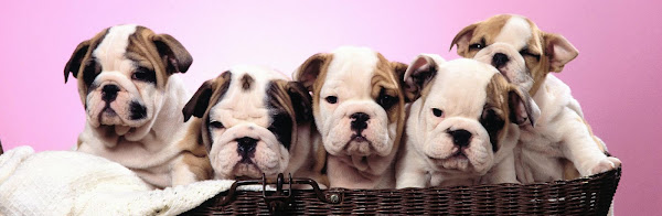 Pet Mais Vida - Planos de saúde Animal