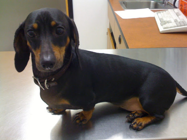 Veterinária Dermatologista Dra. Ciciane Marten