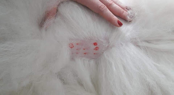 Foto 3 Veterinária Dermatologista Dra. Ciciane Marten