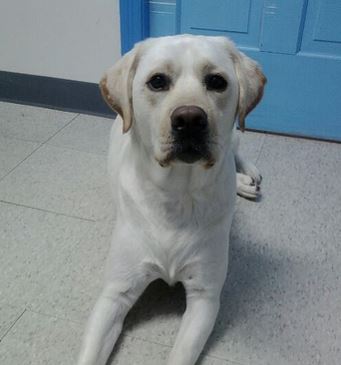 Foto 4 Veterinária Dermatologista Dra. Ciciane Marten