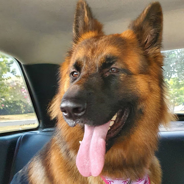 Foto 2 AllVet Centro Veterinário Foto 2 AllVet Centro Veterinário