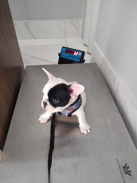 Foto 1 Veterinária Dra Olga Siqueira