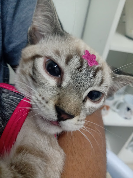 Foto 1 Operação Animal - Equipe de Castração