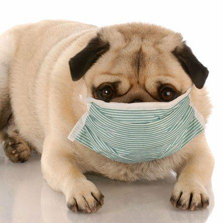 Clínica Veterinária Feito Cão & Gato