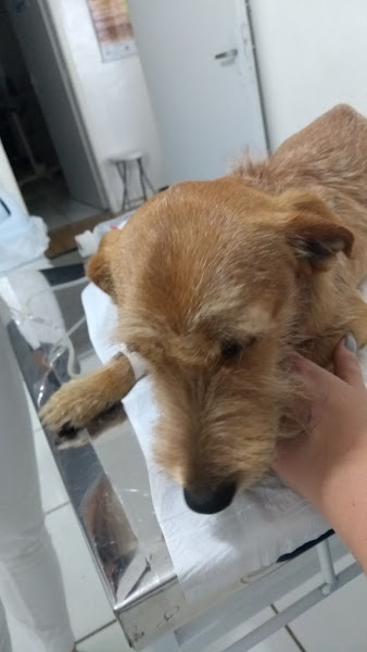 Clínica Veterinária LiVet