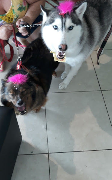 Foto 1 Clínica Veterinária LiVet