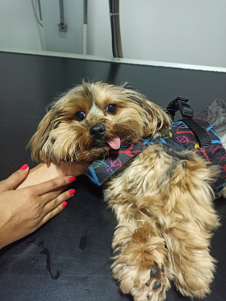 Foto 2 Zooanálise - Medicina Diagnóstica Veterinária