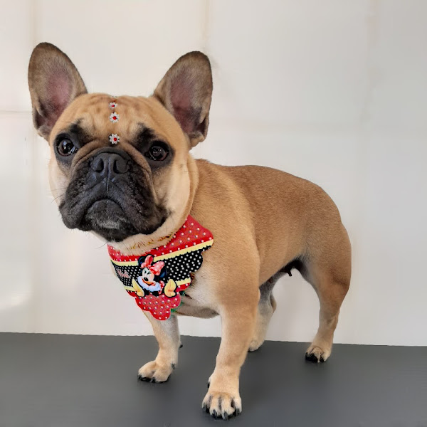 Clínica Veterinária Vila Pet