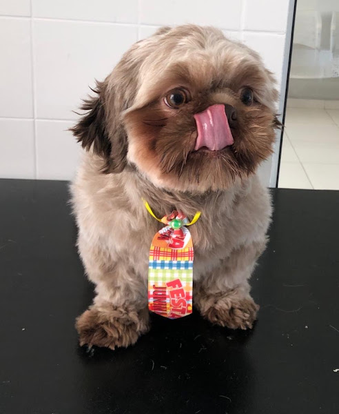 Foto 1 Clínica Veterinária Vila Pet