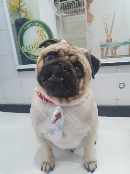 Clínica Veterinária Ramos