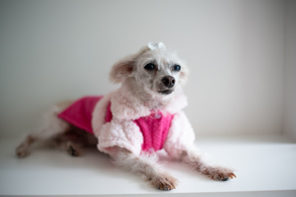 Foto 2 Clínica Veterinária Ramos