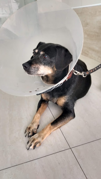 Foto 2 Centro Veterinário Estados Unidos