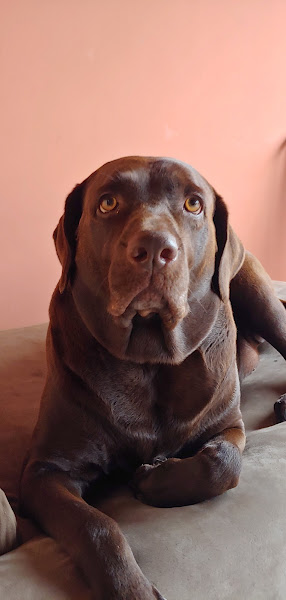 Foto 2 4 Patas Clínica Veterinária