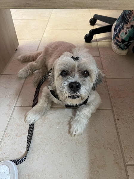 Vet Apoio - Laboratório Clínico Veterinário