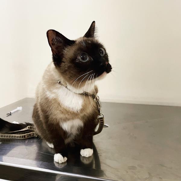 InnoVet Clínica Veterinária