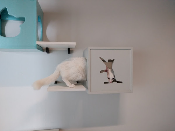 Foto 1 MedCat - Medicina de Felinos