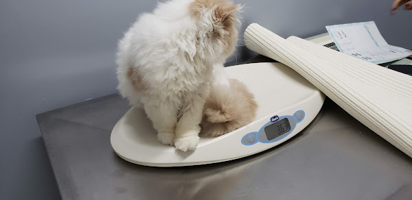 Foto 1 ClinFel - Medicina Felina