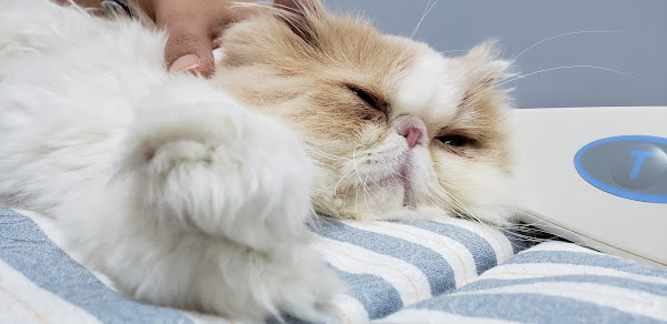 Foto 2 ClinFel - Medicina Felina