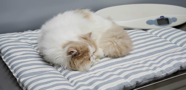 Foto 3 ClinFel - Medicina Felina