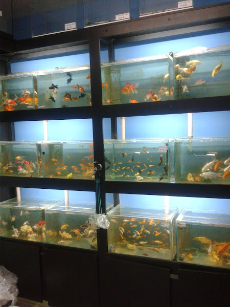 Foto 1 Itajaí Aquários