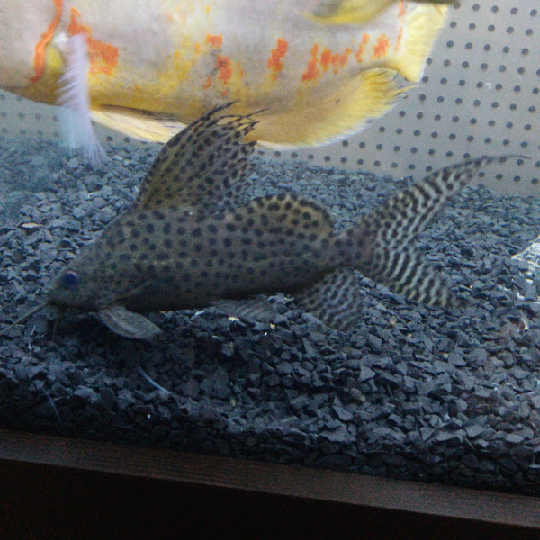 Foto 2 Itajaí Aquários