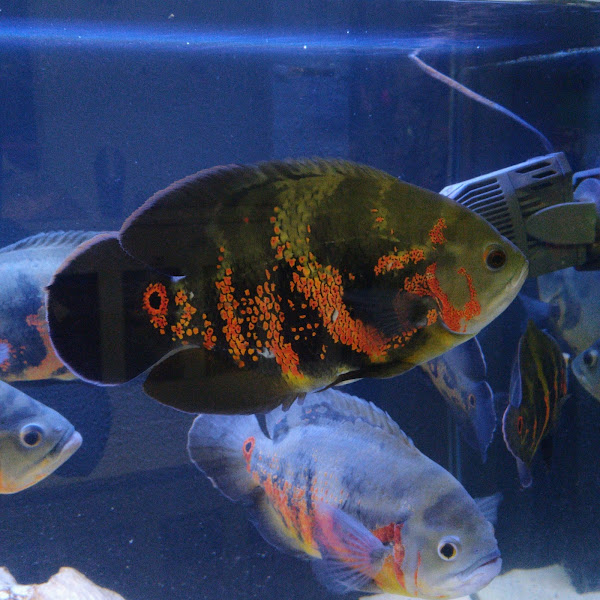 Foto 3 Itajaí Aquários