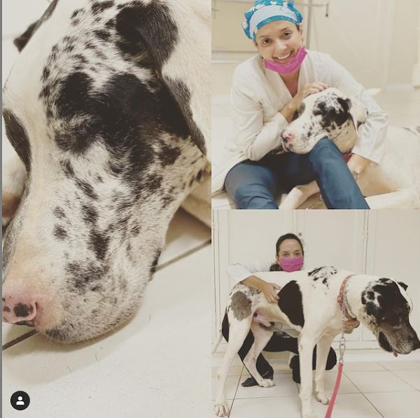 Foto 2 Oncorsi e especialidades veterinárias