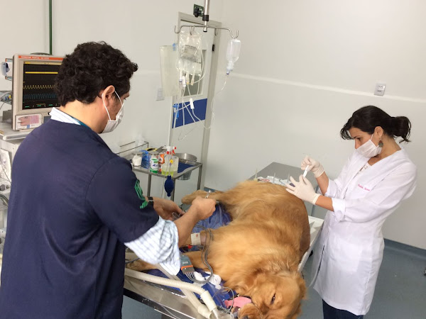 Foto 1 IMAN - Instituto de Medicina Animal