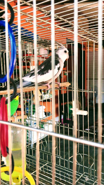 Foto 1 Agro Bichos & Caprichos