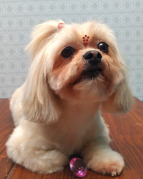 Spaço Banho&Tosa (Mundial rações)