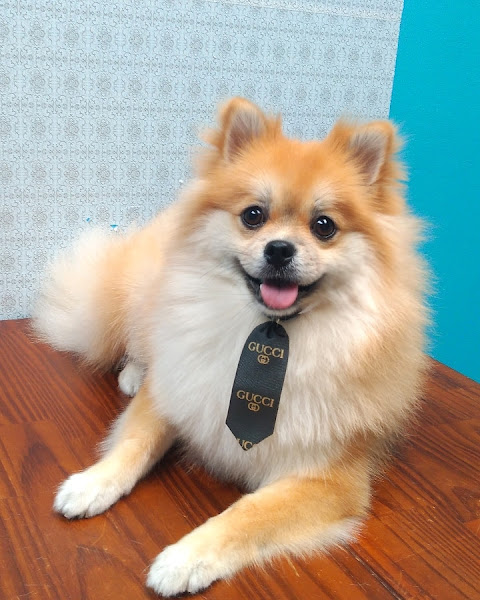 Foto 1 Spaço Banho&Tosa (Mundial rações)