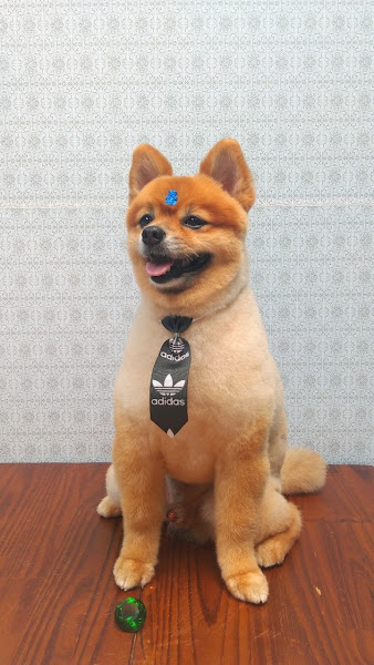 Foto 2 Spaço Banho&Tosa (Mundial rações)