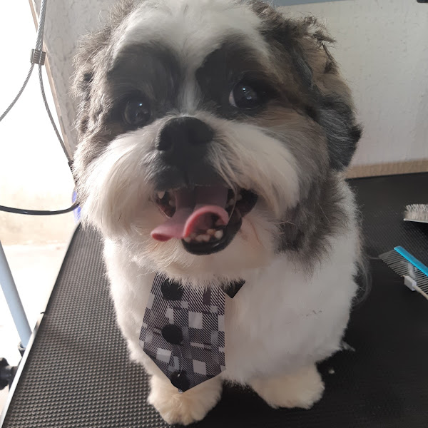 Foto 1 Joice Banho e Tosa Foto 1 Joice Banho e Tosa