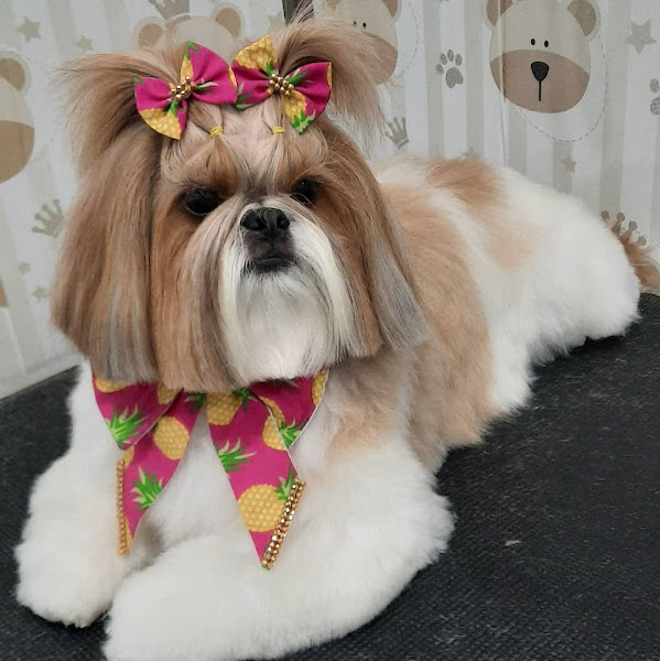 Assistência Veterinária São Francisco de Assis